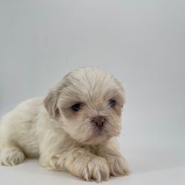 Female 2 - White female Shih Tzu puppy in Needville, Texas from Precious Moments Shih Tzu