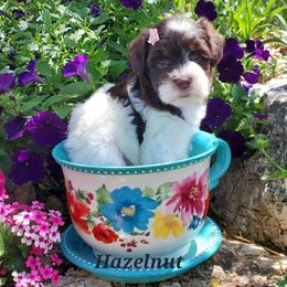 Hazelnut - Miniature Schnauzer puppy in Vernal, Utah from High Uinta Schnauzers