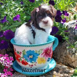 Hazelnut - Miniature Schnauzer puppy in Vernal, Utah from High Uinta Schnauzers