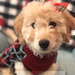 Cinnamon - Goldendoodle