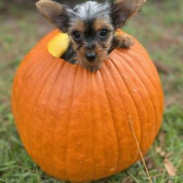 Green bean - Black and tan female Yorkshire Terrier puppy in Valdosta, Georgia from Lynn's Yorkshire Terriers