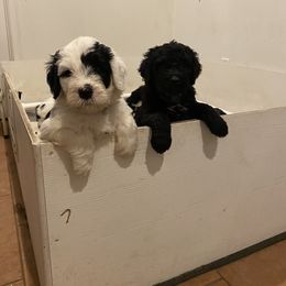 Portuguese Water Dog Puppies from Aguas De Seda PWD