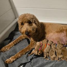 Goldendoodle puppies from Channys Doodles