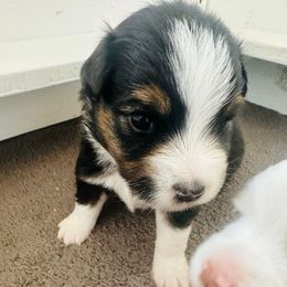 Gram - Black tri male Toy Australian Shepherd puppy in Norco, California from Joyfulpuppies