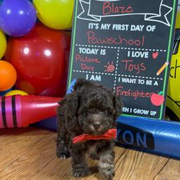 Blaze-toy poodle - male Poodle puppy in Garland, Texas from Brewer's Doodles and French Bulldogs