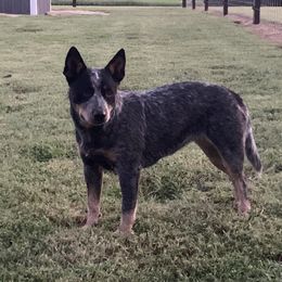 Eve - Australian Cattle Dog
