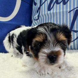 Margarita - Black tan and white female Biewer Terrier puppy in Stockbridge, Georgia from Jenn’s Georgia Morkies and Biewer Terriers