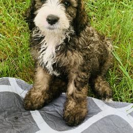 Bernedoodle Puppies from Moose Tracks Bernedoodles