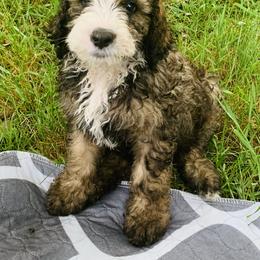 Bernedoodle Puppies from Moose Tracks Bernedoodles