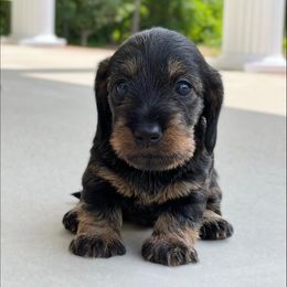 Dachshund Puppies from RRD