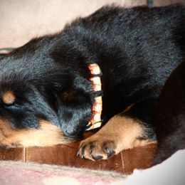 Rottweiler Puppies from Cross Creek Rottweilers