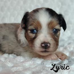 Lyric - Blue merle female Toy Australian Shepherd puppy in Muskogee, Oklahoma from Tagalong Lane Australian shepherds