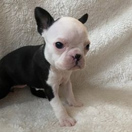 Boston Terriers from Noemi's Boston Terriers