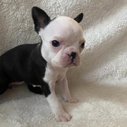 Boston Terriers from Noemi's Boston Terriers