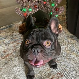 Kahlua or LuLu - French Bulldog