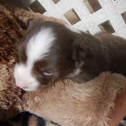Golden Retriever and Toy Australian Shepherd Puppies from Triple-s-kennel