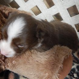 Golden Retriever and Toy Australian Shepherd Puppies from Triple-s-kennel