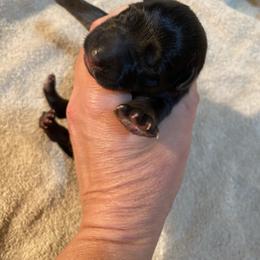 Purple collar girl - Black and red female German Shepherd puppy in Coleta, Illinois from Four Leaf Farm- Vom Vierblättriges Bauernhof