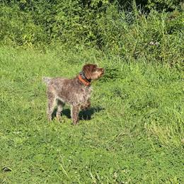 Wirehaired Pointing Griffon All Grown Up from Luther Smith