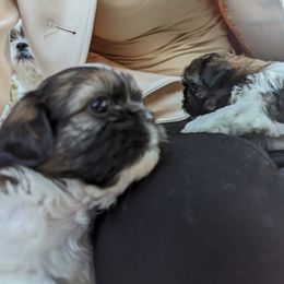 Shih Tzu Puppies from We Shih Tzu Not!