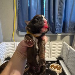 Boy 5 - Fawn male Boxer puppy in Spokane, Washington from Rose’s Supercharged Boxers