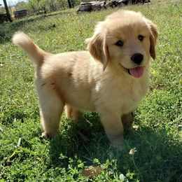 Goldendoodle and Golden Retriever Puppies from Stay Golden