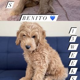 French Bulldog and Goldendoodle Puppies from The Pup Spot