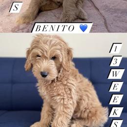 French Bulldog and Goldendoodle Puppies from The Pup Spot