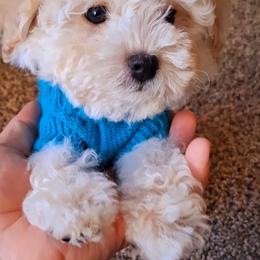 Maltipoo Puppies from Little Cupcakes and Little Pumpkins Maltipoos