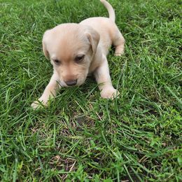 Labrador Retriever Puppies from Huebbe's Labradors