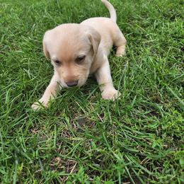 Labrador Retriever Puppies from Huebbe's Labradors
