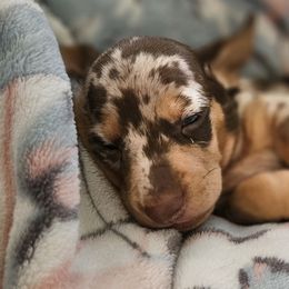 Dachshunds from Sweet as Honey Weenies