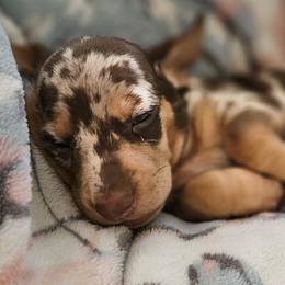 Dachshunds from Sweet as Honey Weenies