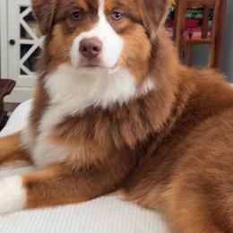 Australian Shepherd puppies from Luna Lane Aussies