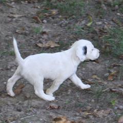 Llewellin Setter Puppies from Bristle Ridge Llewellins