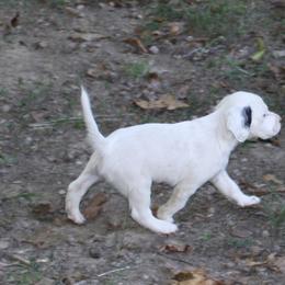 Llewellin Setter Puppies from Bristle Ridge Llewellins