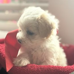 Jewels - White and lemon female Maltese puppy in Taylorsville, North Carolina from SilverLining highlands and hounds