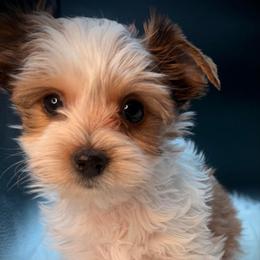 Lovey girl 3 - Parti female Yorkshire Terrier puppy in Machesney Park, Illinois from Three Yorkie Family