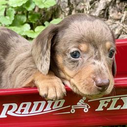 Sparky 4000 - Dapple male Dachshund puppy in Hendersonville, North Carolina from Snarky Doxy Miniature Dachshunds