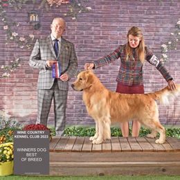 Golden Retriever All Grown Up from Barafields Golden Retrievers