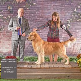 Golden Retriever All Grown Up from Barafields Golden Retrievers