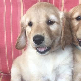 Golden Retrievers from Warwick’s Central California Goldens