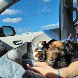 Shih Tzu Puppies from Chimera Shih Tzu