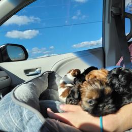 Shih Tzu Puppies from Chimera Shih Tzu