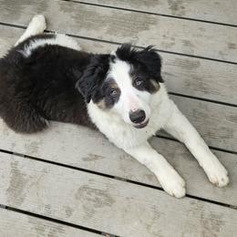 Border Collie Puppies from LaTiKi Border Collies