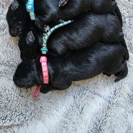 Pearl - Black female German Shepherd puppy in White Cloud, Michigan from Von WestLynn German Shepherds