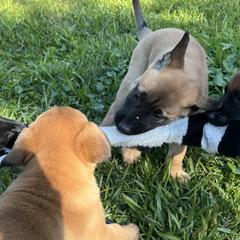 Belgian Malinois from Malinois