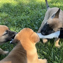 Belgian Malinois from Malinois