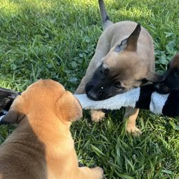 Belgian Malinois from Malinois