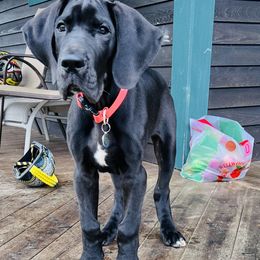 Great Dane Puppies from B3 Kennels